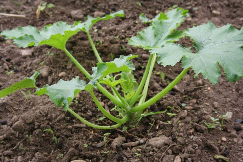 Zucchini Young Plant